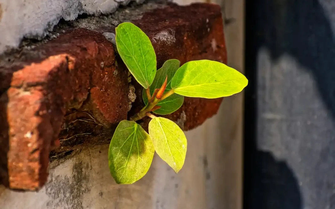 resilencia-crecimiento